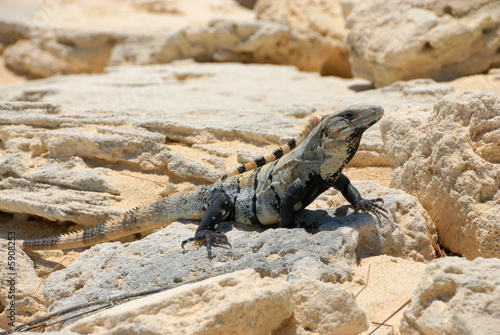 Lizard sunbathing on rock