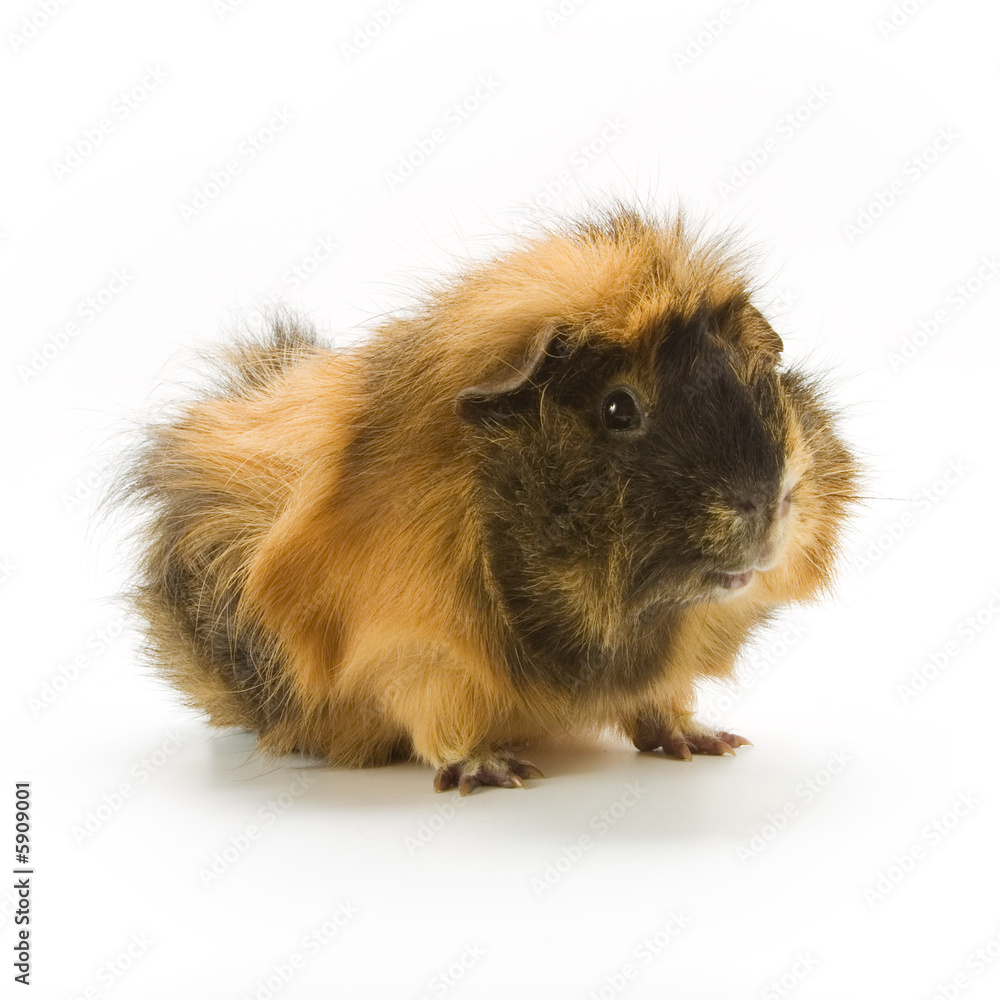 Fototapeta premium Guinea pig