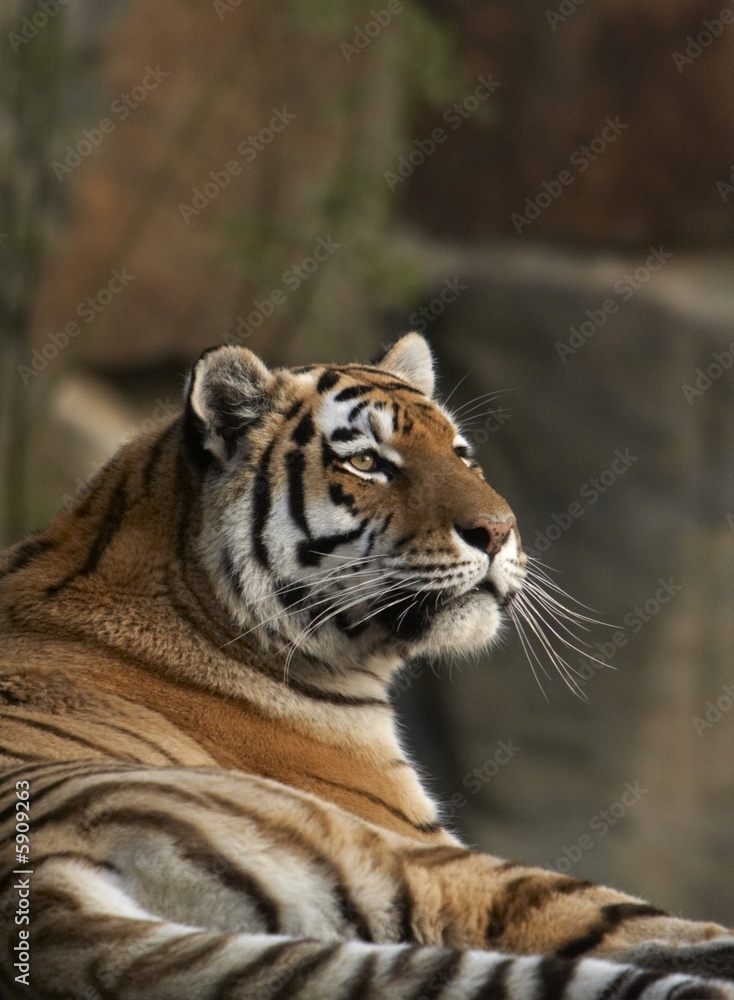 Obraz premium Sumatran tiger