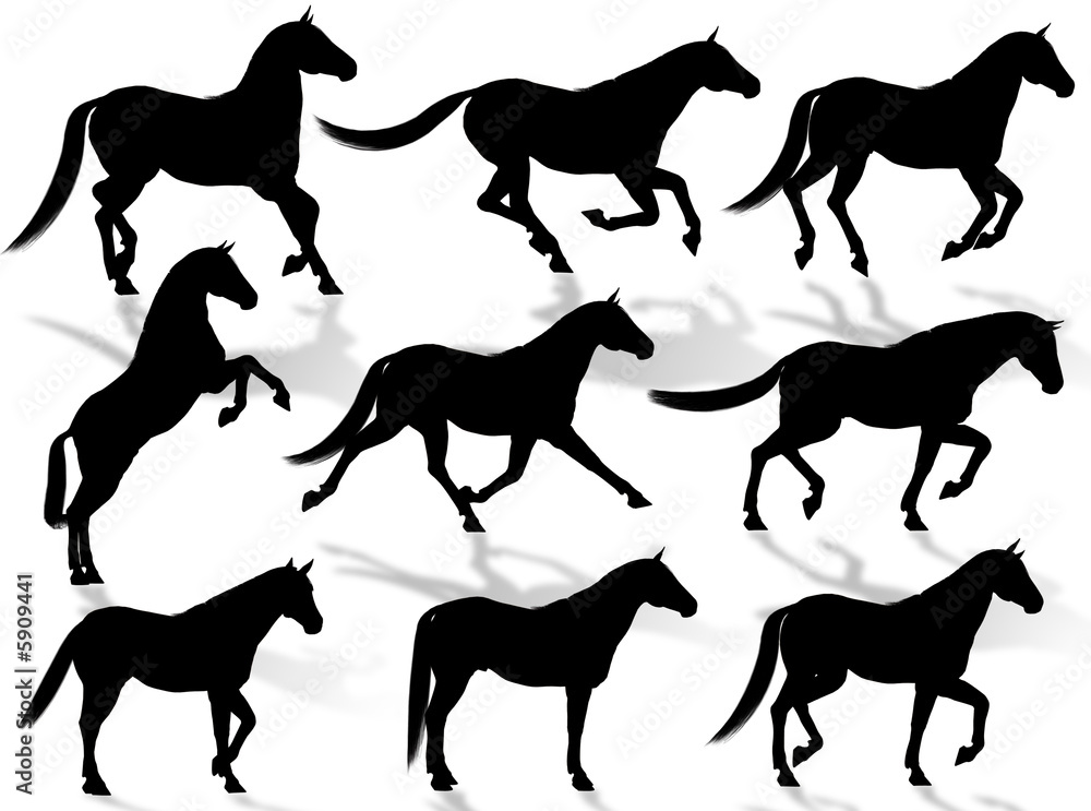 Cavalli in silhouette