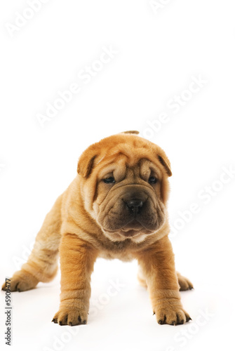 Funny sharpei puppy isolated on white background