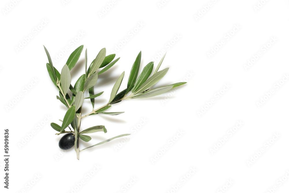 ramo olive