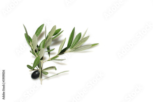 ramo olive photo