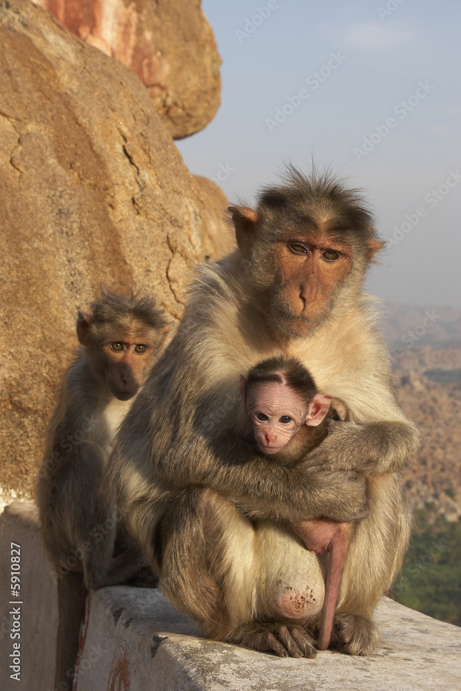 Family of three monkeys sitting on the stone