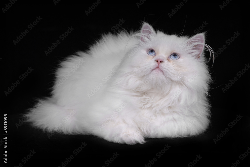 young white kitten isolated on black background young white kitten isolated on black background