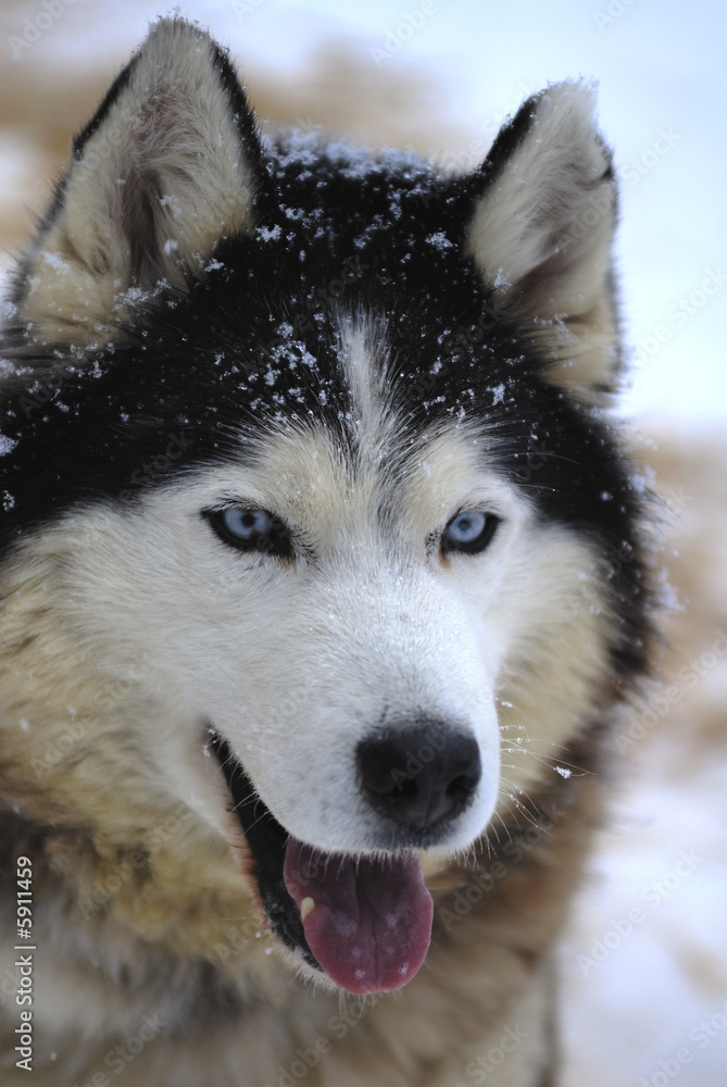 Husky, portrait of a blue-eyed dog