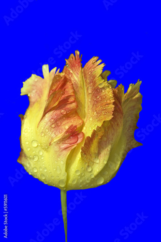 fleur : tulipe jaune sur fond bleu