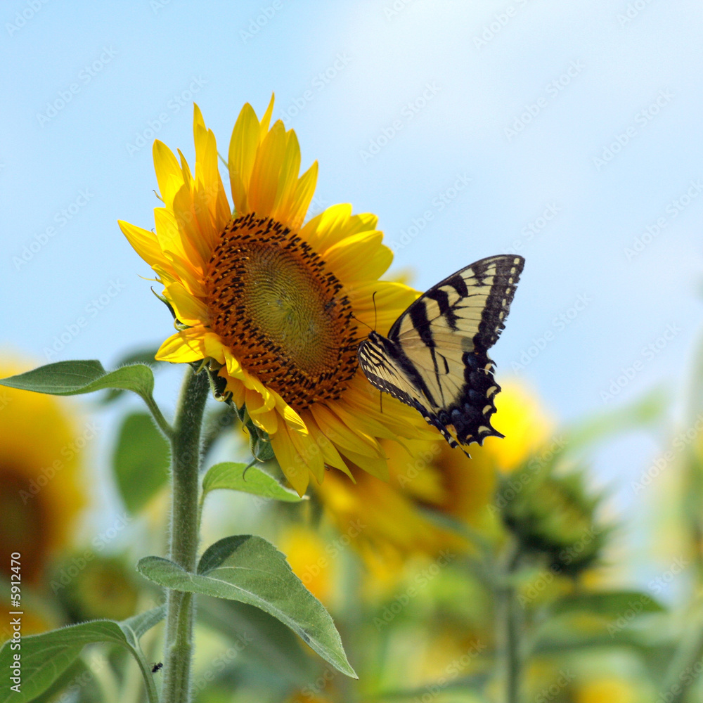 Fototapeta premium butterflysunflower