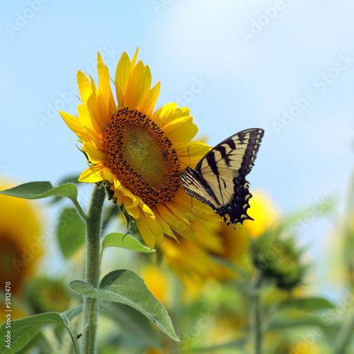 butterflysunflower