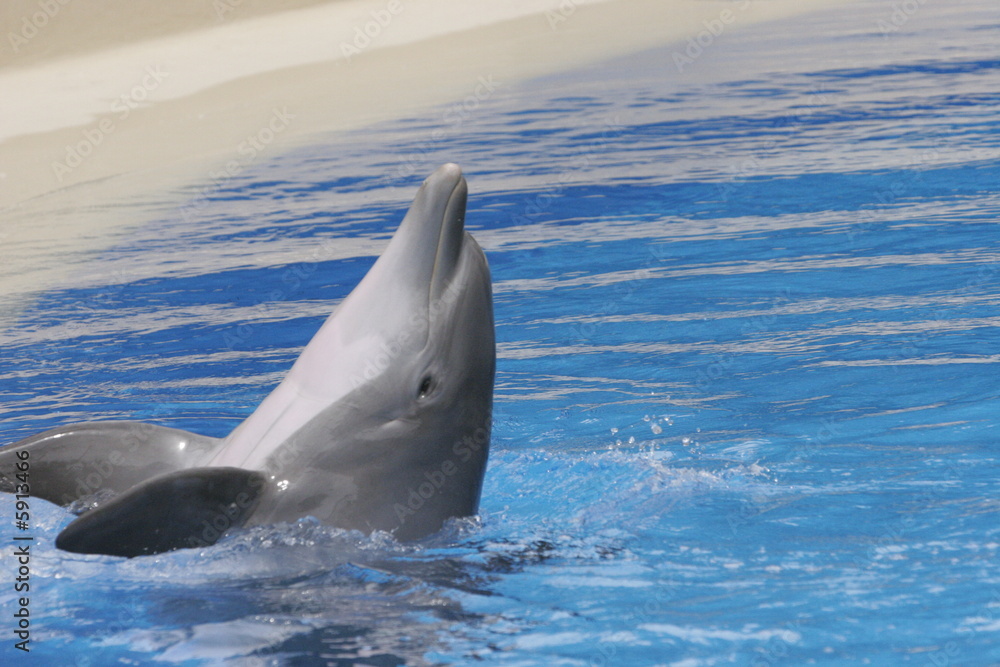 Fototapeta premium FISH FAST MOVEMENTS