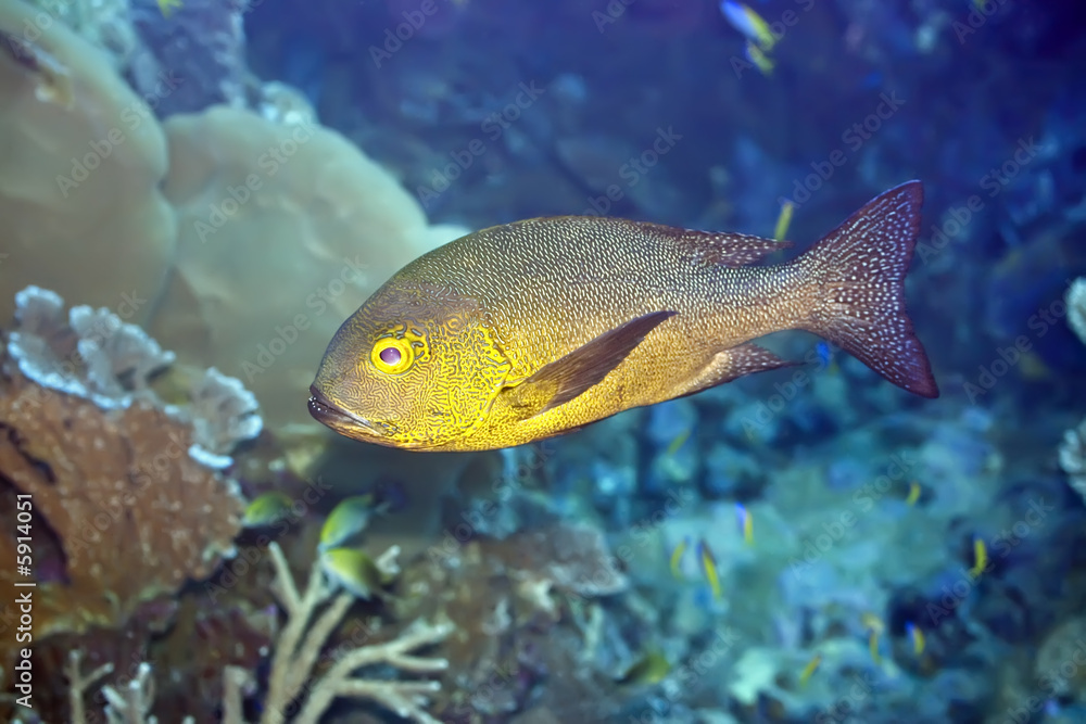 Tropical fish Snapper (Macolor macularis). 