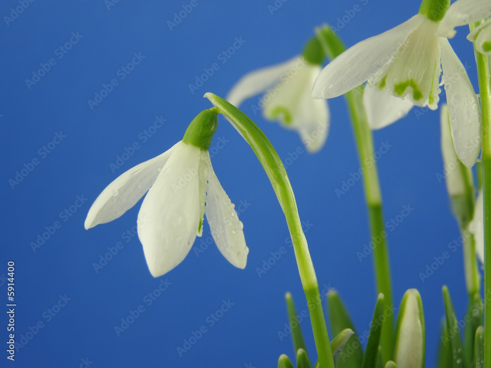 Close-up of white snowdrops with drops against blue background Close-up of white snowdrops with drops against blue background