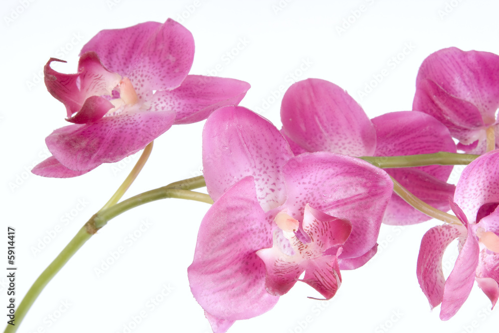 Pink orchid on a white background. Horizontal shot Pink orchid on a white background. Horizontal shot