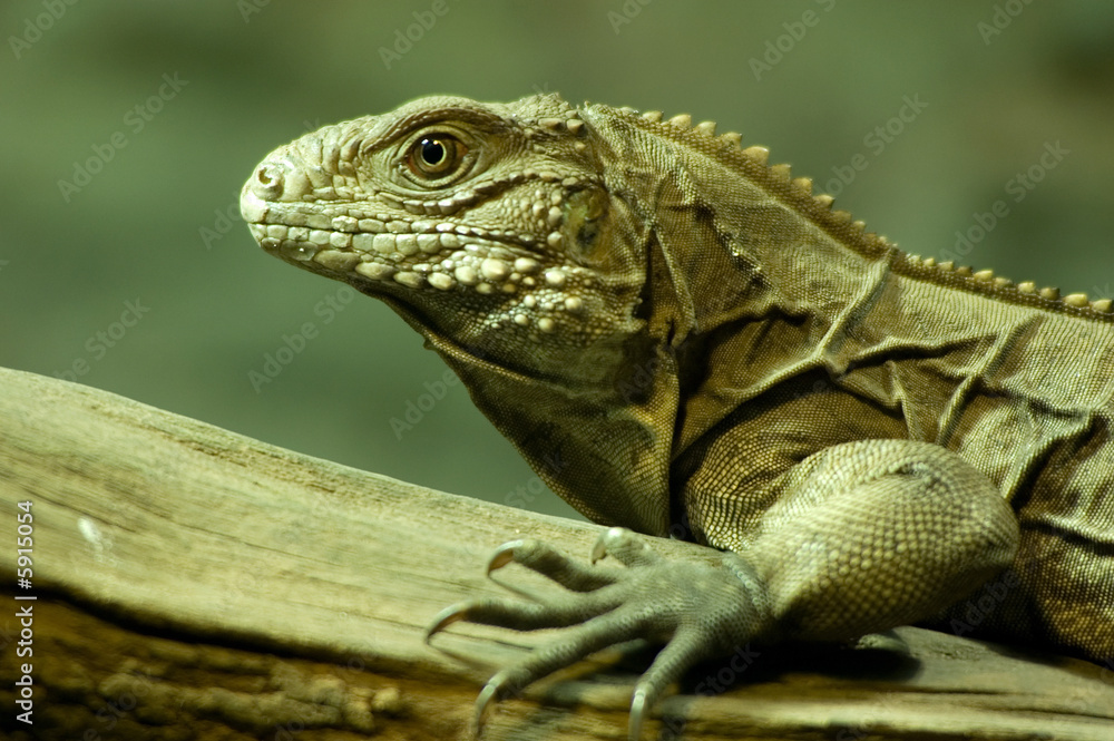 Cuban ground iguana (Cyclura nubila) climbing on a branch Cuban ground iguana (Cyclura nubila) climbing on a branch