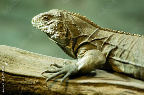 Wallpaper Mural Cuban ground iguana (Cyclura nubila) climbing on a branch Torontodigital.ca