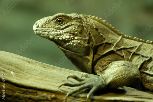 Cuban ground iguana  Cyclura nubila  climbing on a branch