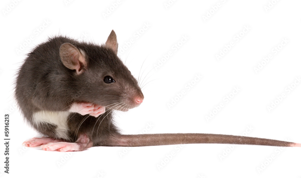 funny rat close-up isolated on white background funny rat close-up isolated on white background