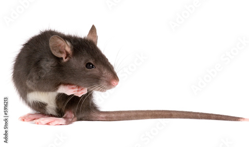 funny rat close-up isolated on white background