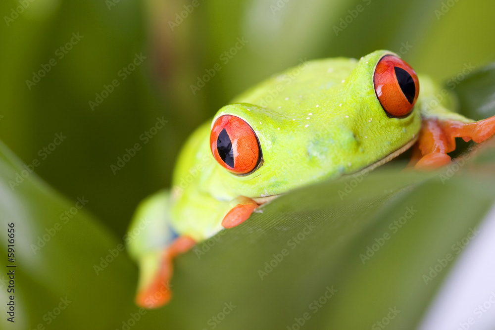 Naklejka premium frog macro - a red-eyed tree frog (Agalychnis callidryas)