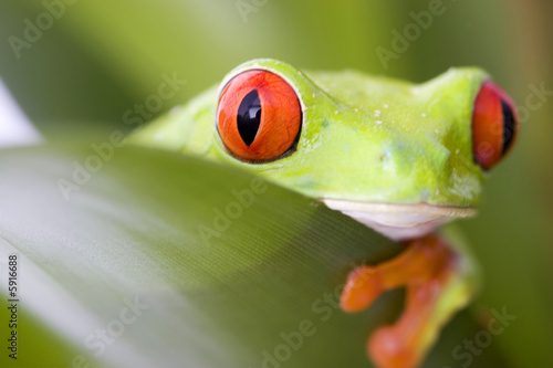 frog macro - a red-eyed tree frog (Agalychnis callidryas)