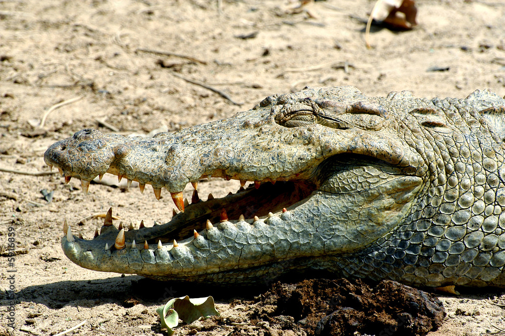 Fototapeta premium Les crocodiles