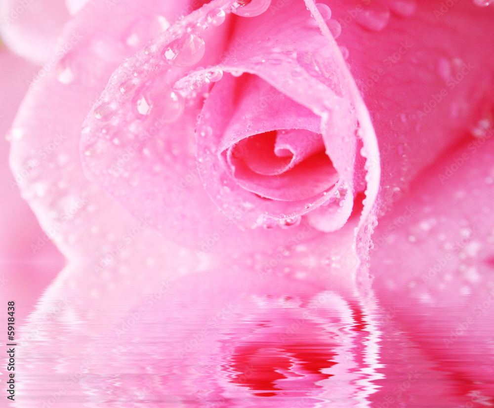 Pink rose with waterdrops and reflection in water Pink rose with waterdrops and reflection in water