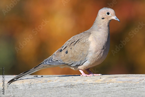 Mourning Dove (Zenaida macroura)