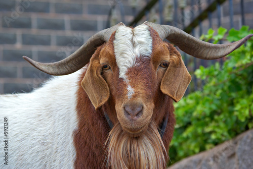 Obraz na plátne close up of an unfriendly big horned goat