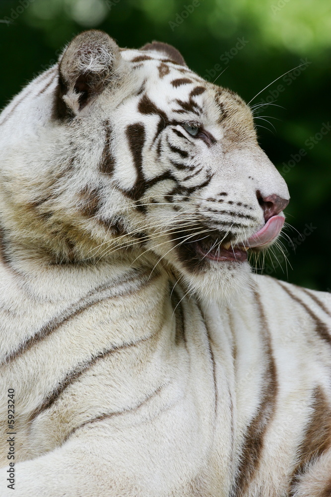 Naklejka premium White Tiger