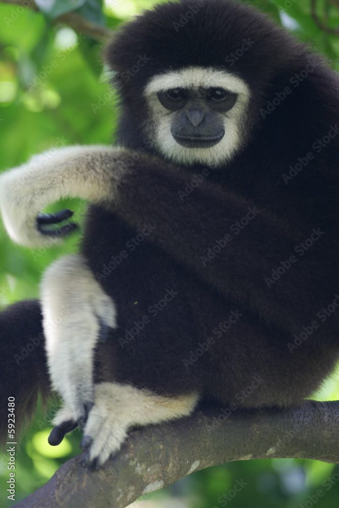 White Handed Gibbon White Handed Gibbon