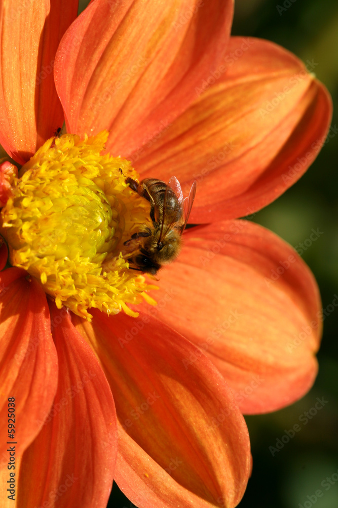 Bee collecting pollen from an orange red Dahlia Bee collecting pollen from an orange red Dahlia