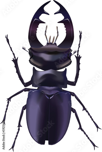 The real bug. A vector illustration.