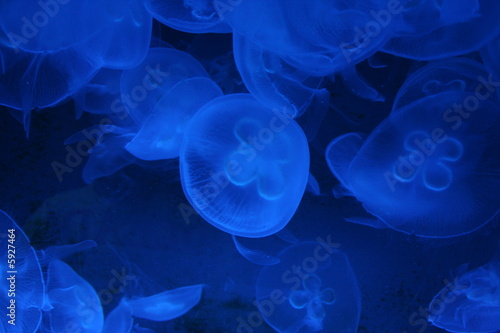 Meduse photo