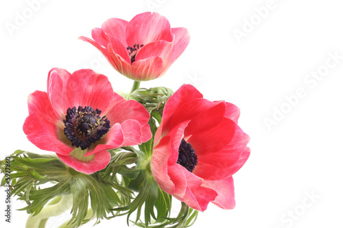 Fototapet red anemones isolated on white background