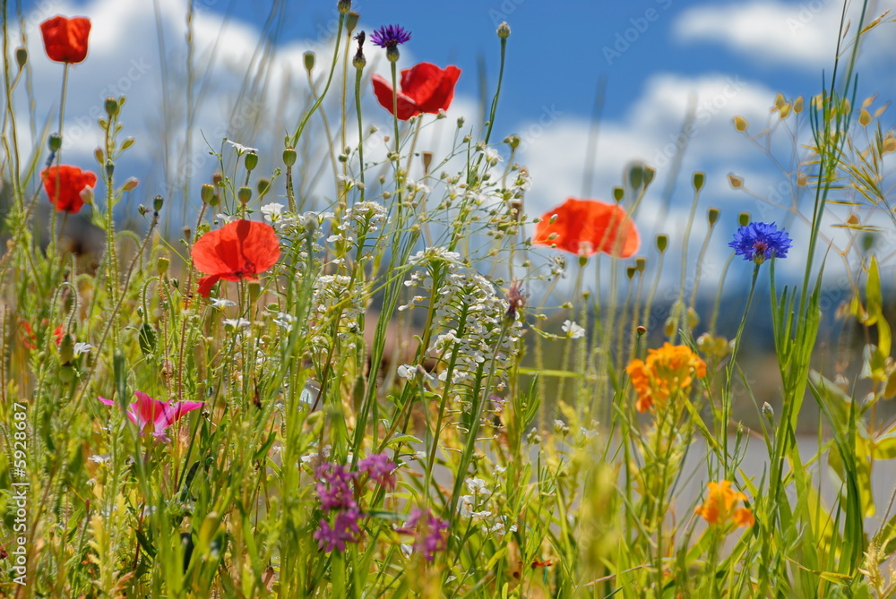 Fototapeta premium Colorful wildflowers