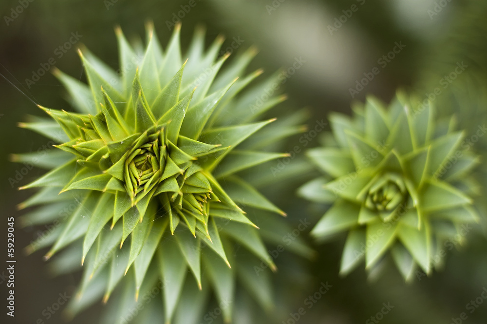 close up of a prickly plant. Green. nature close up of a prickly plant. Green. nature