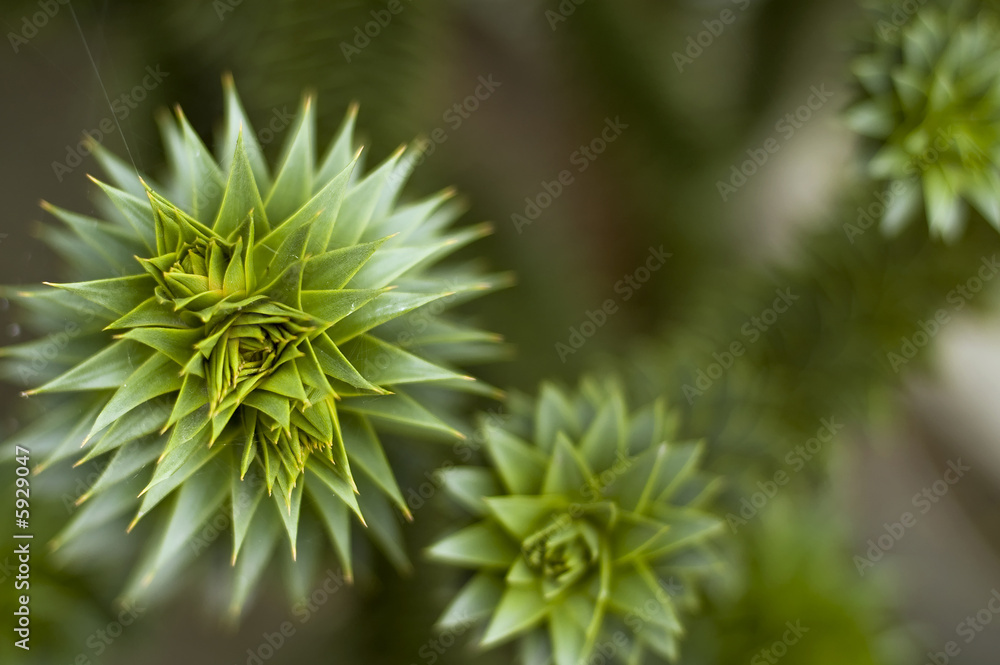 close up of a prickly plant. Green. nature close up of a prickly plant. Green. nature