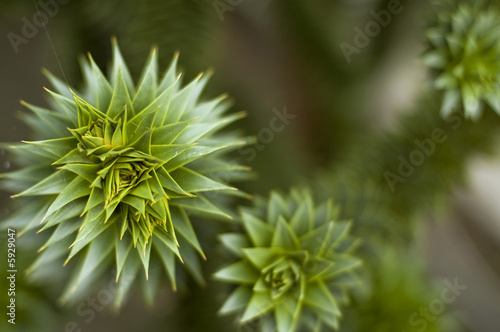 close up of a prickly plant. Green. nature