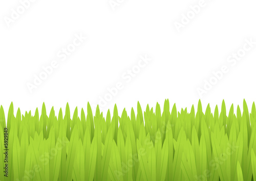 Green grass