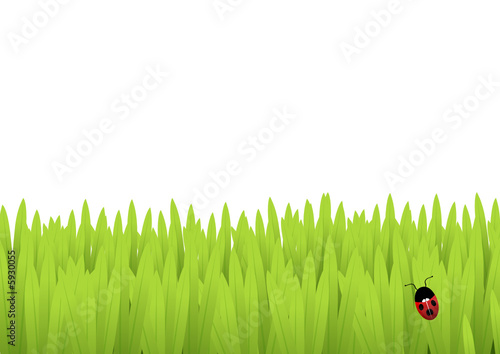 Ladybird in the grass