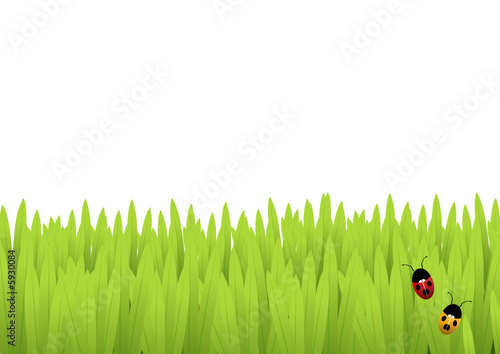 Ladybirds in the grass