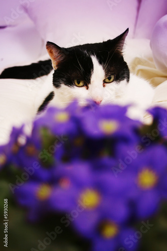 Spy cat behind purple flowers