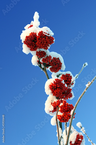 Photography ash-berry red branches under snow and blue sky
