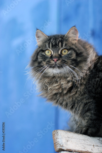cat