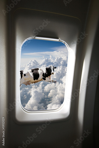 A flying cow viewd out a plane window photo