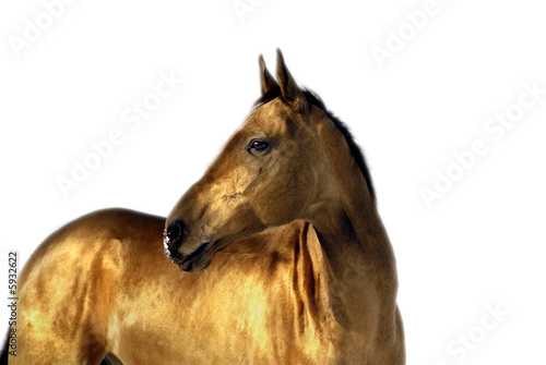 golden akhal teke horse photo