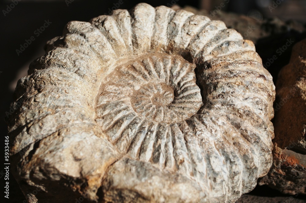 Ammonite Ammonite
