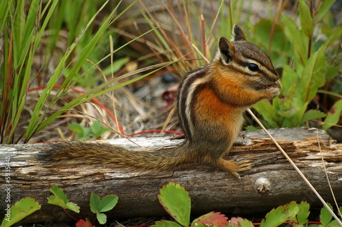 Chipmunk in forest environment sitting on a log 