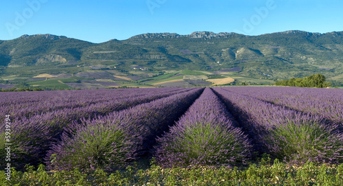 panoramique champ de lavande Provençal