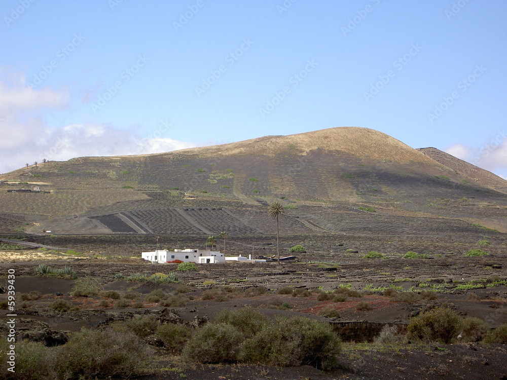 Blick auf die Weinberge es La Geria Tals auf Lanzarote